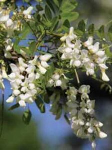 Robinia pseudoacacia 'Appalachia' / Robinie 'Appalachia' / Scheinakazie 'Appalachia' - eine gute Nahrungsquelle für Bienen