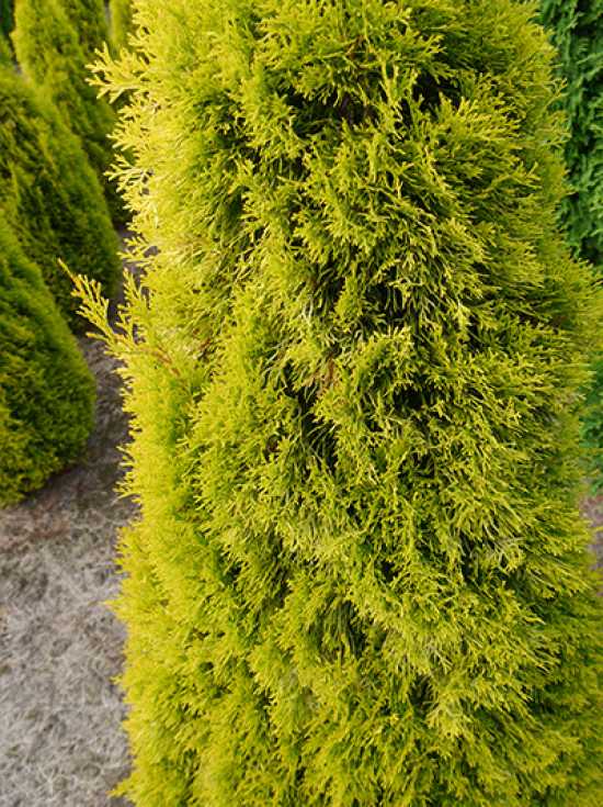 Thuja occidentalis 'Golden Smaragd' werden braun  was kann die Ursache  sein?  Alle Fragen und Antworten zum Thema Gartenpflanzen