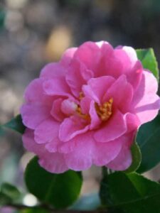 Camellia sasanqua 'Showa-no-sakae' / Herbst-Kamelie 'Showa-no-sakae'
