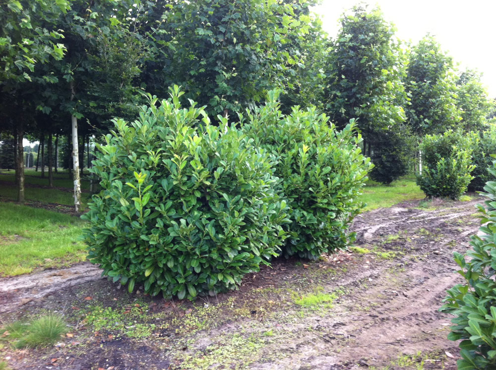 Kirschlorbeer soll in der Breite stark beschnitten werden  bis wann ist  das mglich?  Alle Fragen und Antworten zum Thema Gartenpflanzen