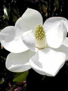 Magnolia grandiflora 'Goliath' / Großblütige Magnolie 'Goliath' 