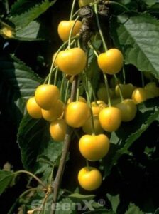 Prunus avium 'Dönissens Gelbe Knorpelkirsche' / Süßkirsche 'Dönissens Gelbe Knorpelkirsche'