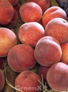 Prunus persica 'Suncrest' / Pfirsich 'Suncrest'