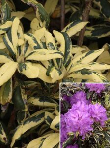 Rhododendron Hybride 'Carolina Spring' / Rhododendron 'Carolina Spring'