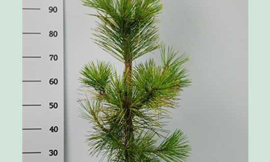 Pinus thunbergii 'Ogon' / Japanische Schwarzkiefer 'Ogon'