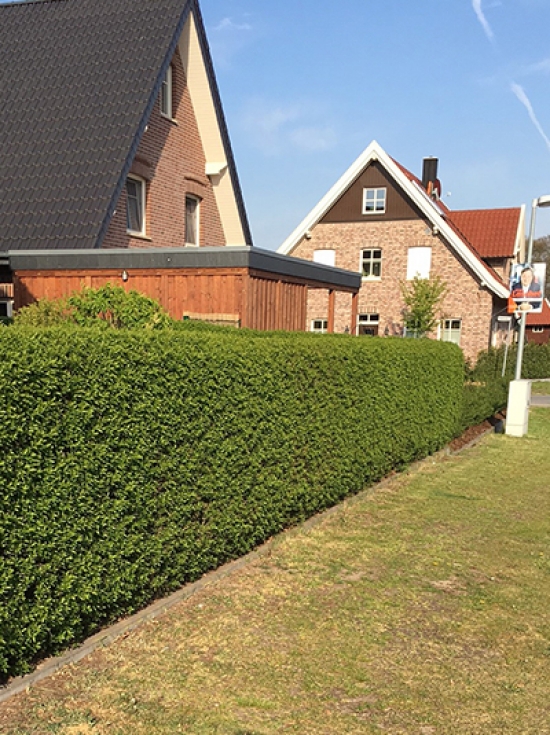 Wie sollte man am besten eine Ligusterhecke zurckschneiden?  Alle Fragen  und Antworten zum Thema Gartenpflanzen