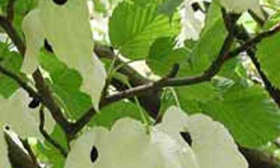 Blüten des Davidia involucrata / Taschentuchbaum / Aufwiedersehenbaum / Taubenbaum