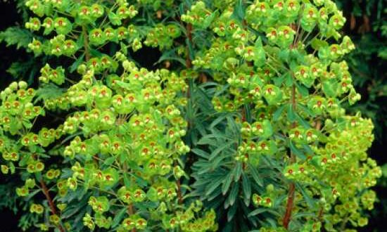 Euphorbia martinii 'Baby Charm ®' / Wolfsmilch