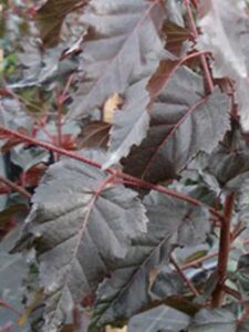 Betula pendula 'Royal Frost' / Rotlaubige Hänge-Birke 'Royal Frost'