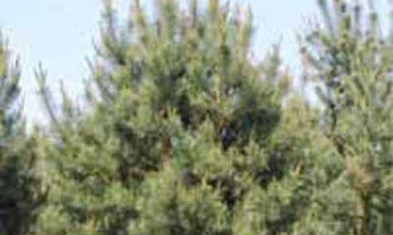 Pinus sylvestris 'Norwegian' / Norwegische Kiefer