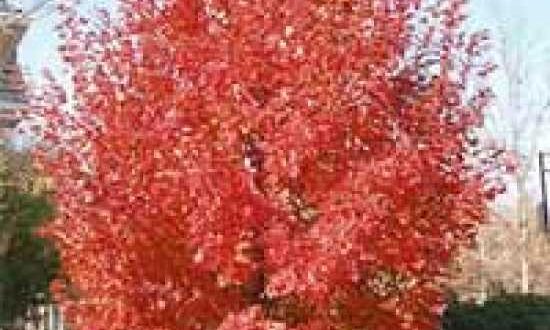 Acer rubrum 'Red Sunset' / Rot-Ahorn 'Red Sunset'