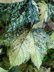 Acer pseudoplatanus 'Nizetii' / Berg-Ahorn 'Nizetii'