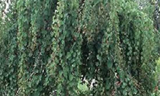 Cercidiphyllum japonicum 'Amazing Grace' / Katsurabaum 'Amazing Grace' / Lebkuchenbaum 'Amazing Grace'