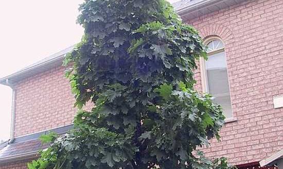 Acer campestre 'Green Column' / Säulen-Feldahorn / Feldahorn 'Green Column'