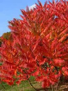 Essigbaum / Rhus typhina färbt sich im Herbst nicht richtig rot – woran kann das liegen?