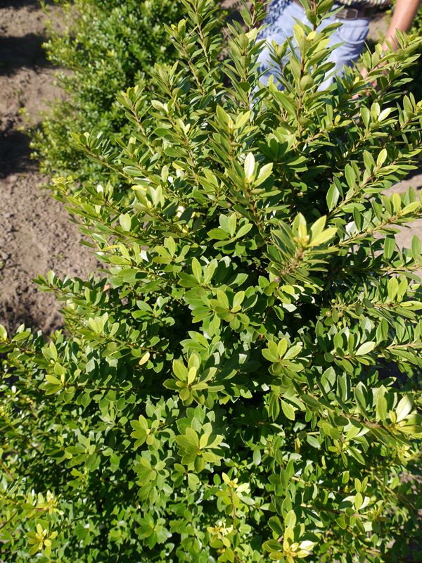 Buchsbaum hat viele gelbe Bltter  welche Alternativen kann man nehmen?   Alle Fragen und Antworten zum Thema Gartenpflanzen