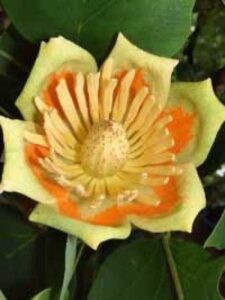 Liriodendron tulipifera 'Aureomarginatum' / Goldgelber Tulpenbaum