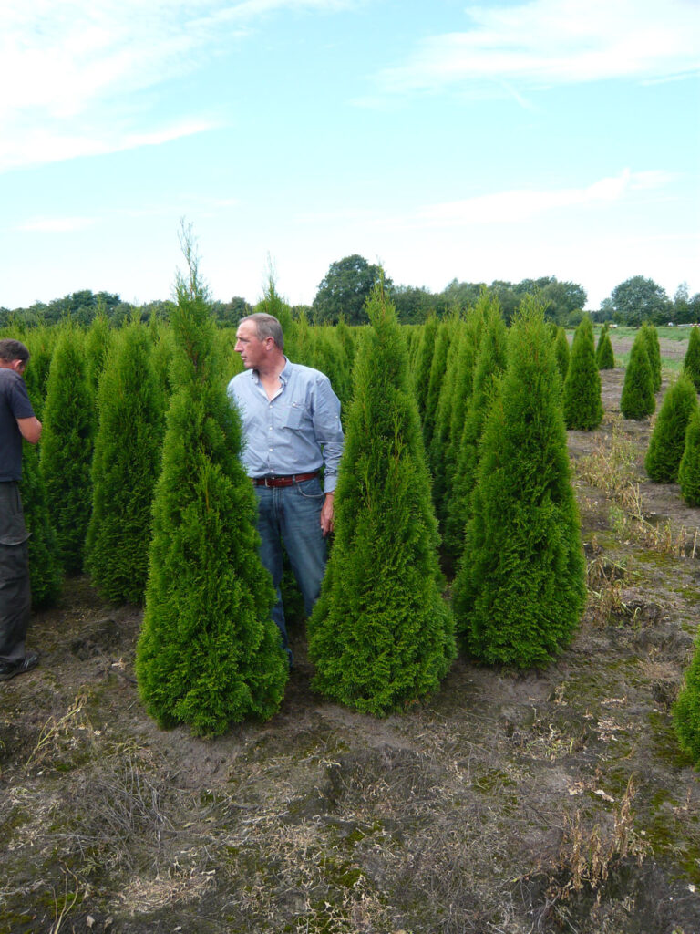 Thuja Smaragd leiden unter Pilz- und Insektenbefall  was kann man  unternehmen?  Alle Fragen und Antworten zum Thema Gartenpflanzen