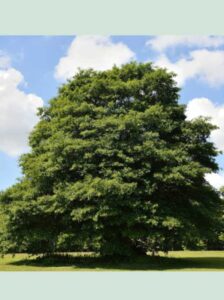 Quercus phellos / Weiden-Eiche / Weidenblättrige Eiche