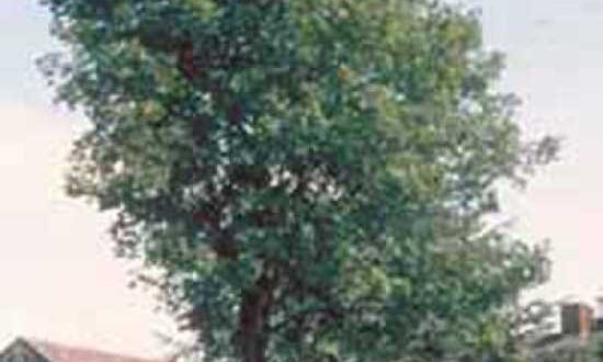 Acer pseudoplatanus 'Bruchem' / Berg-Ahorn 'Bruchem'