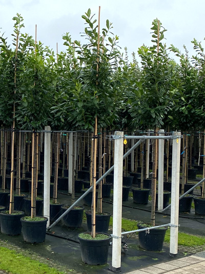 Kirschlorbeer-Hochstamm treibt nicht richtig aus  was knnen wir  unternehmen?  Alle Fragen und Antworten zum Thema Gartenpflanzen