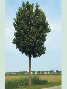 Acer pseudoplatanus 'Rotterdam' / Berg-Ahorn 'Rotterdam'