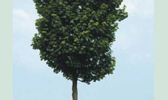 Acer pseudoplatanus 'Rotterdam' / Berg-Ahorn 'Rotterdam'