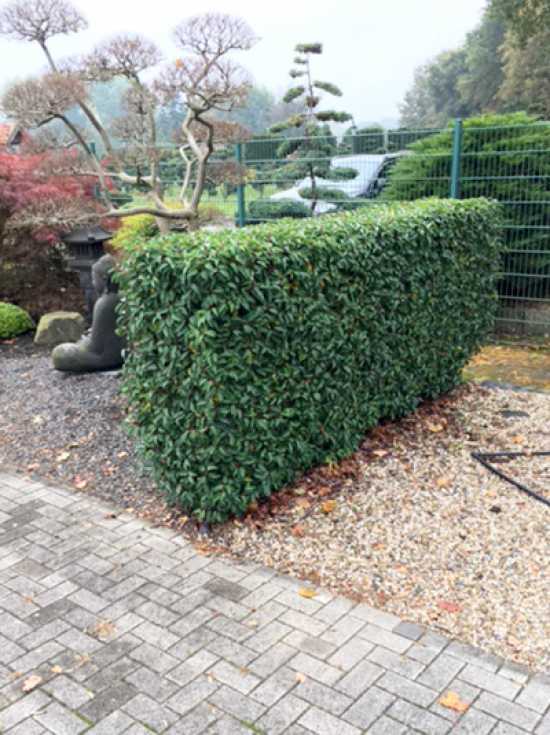 Portugiesischer Kirschlorbeer bekommt gelb-braune Bltter, die sich  einrollen  was kann das sein?  Alle Fragen und Antworten zum Thema  Gartenpflanzen