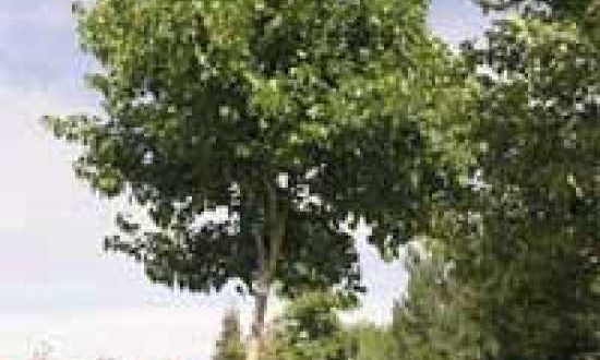 Morus alba 'Fruitless' / Weißer Maulbeerbaum 'Fruitless'