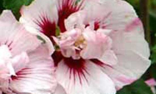 Hibiscus syriacus 'Lady Stanley' / Garten-Eibisch 'Lady Stanley' / Strauch-Eibisch 'Lady Stanley'