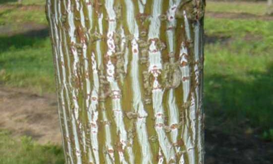 Acer capillipes / Rotstieliger Schlangenhaut-Ahorn