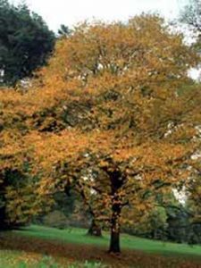 Betula lenta / Zucker-Birke / Hain-Birke