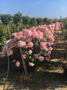 Hydrangea arborescens 'Invincibelle ®' ('Pink Annabelle') / Ball-Hortensie 'Invincibelle ®' ('Pink Annabelle')