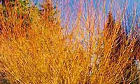 Salix alba 'Vitellina' / Dotter-Weide / Gelbe Weide