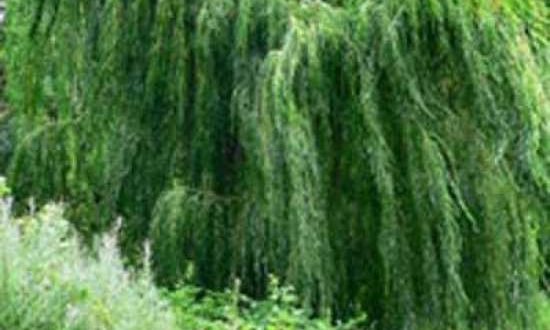 Salix sepulcralis 'Chrysocoma' / Hänge-Weide / Trauer-Weide