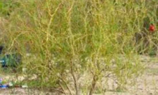 Salix 'Golden Curls' / Korkenzieher-Weide 'Golden Curls'