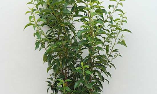 Prunus lusitanica 'Angustifolia' / portugiesischer Kirschlorbeer