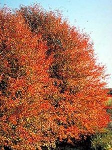 Außergewöhnliche Bäume für den Garten: Amelanchier spicata / Besen-Felsenbirne