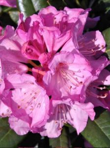 Rhododendron Hybride 'INKARHO Arktis' / Rhododendron 'INKARHO Arktis'