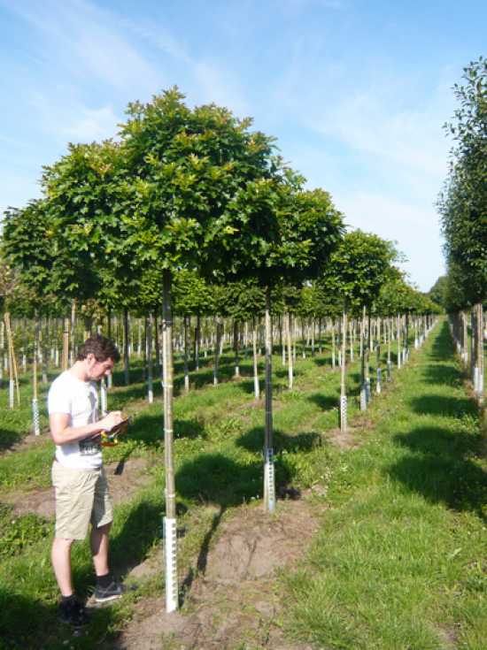 Welche Bume sind resistent gegenber der Verticillium Welke?  Alle Fragen  und Antworten zum Thema Gartenpflanzen