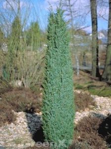 Juniperus communis 'Suecica' / Schwedischer Säulen-Wacholder