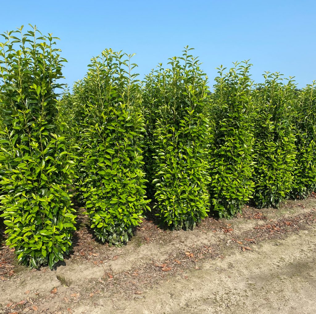 dünger kentia palme XXL Kentia Palme liefern lassen – Green Me Up main image 0
