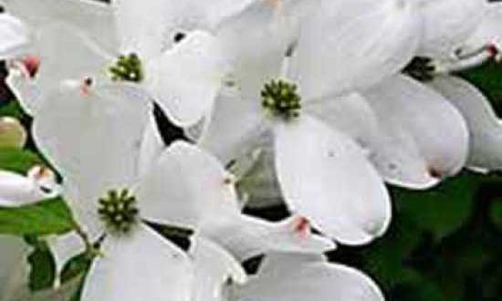 Amerikanischer Blumen-Hartriegel 'Cloud Nine' / Cornus florida 'Cloud Nine'