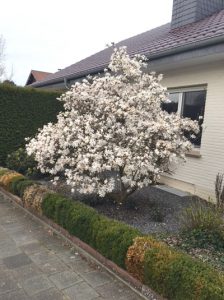 Stern-Magnolie / Magnolia stellata