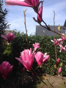 Außergewöhnliche Bäume für den Garten: Magnolia soulangiana ’Heaven Scent‘/ Tulpen-Magnolie ’Heaven Scent‘