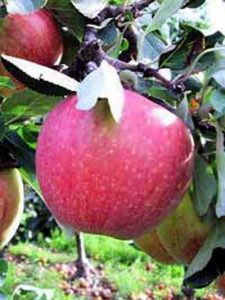Apfel 'James Grieve' /  Malus domestica 'James Grieve'