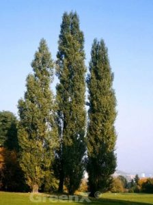 Pyramiden-Pappel / Säulen-Pappel / Populus nigra 'Italica'