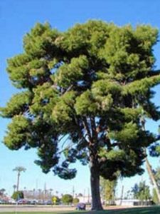  Aleppo-Kiefer / Pinus halepensis