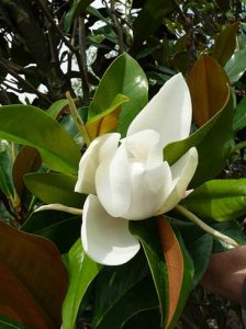 Großblütige Magnolie 'Galissonière' /  Magnolia grandiflora 'Galissonière'