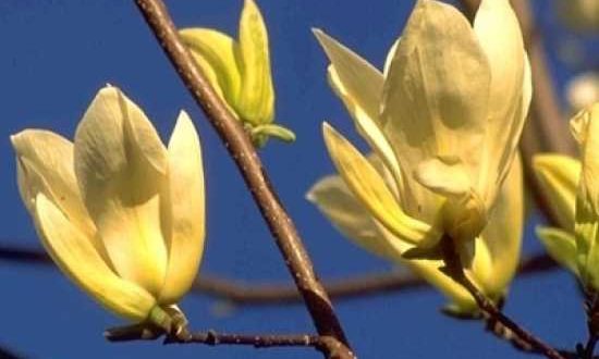 Magnolie 'Yellow River' / Magnolia brooklynensis 'Yellow River'
